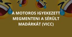 A motoros igyekezett megmenteni a sérült madárkát (Vicc)